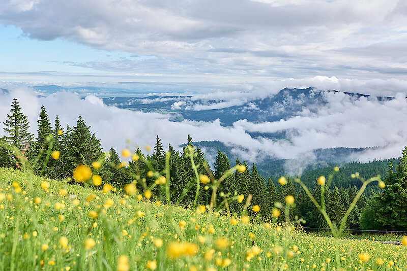 Wandertouren im Bayerischen Wald